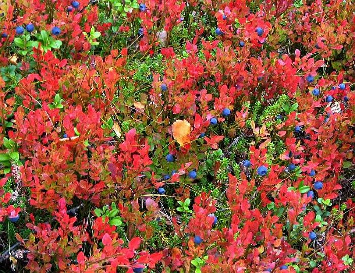 Vaccinium myrtillus (2)